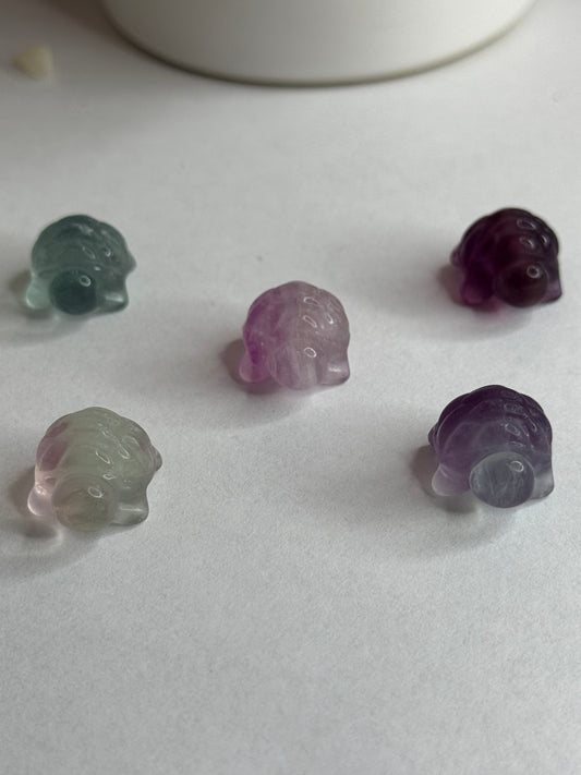 Mini Fluorite Turtle