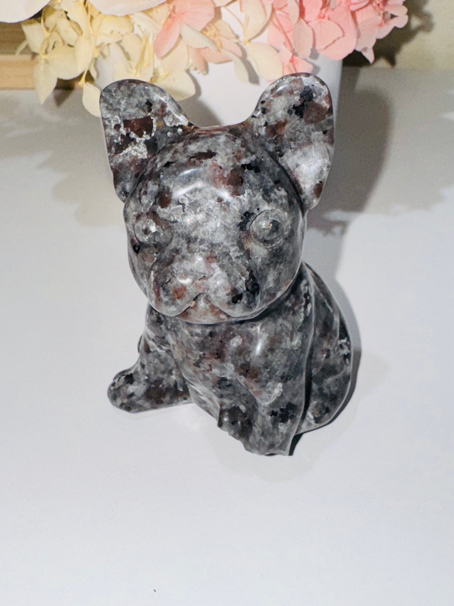 Yooperlite French Bulldog (broken foot)