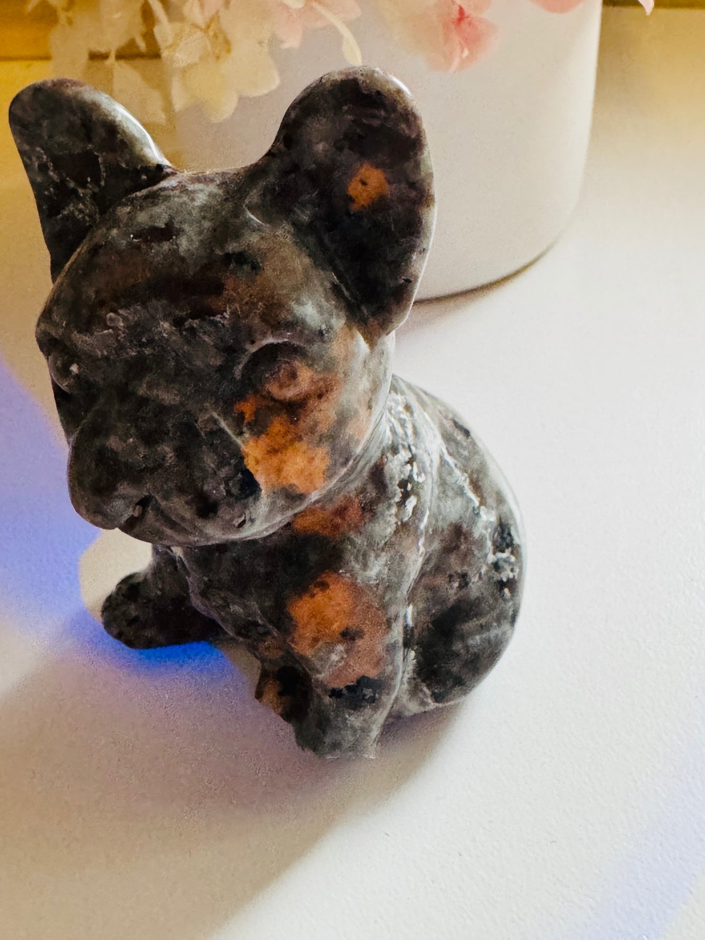 Yooperlite French Bulldog (broken foot)