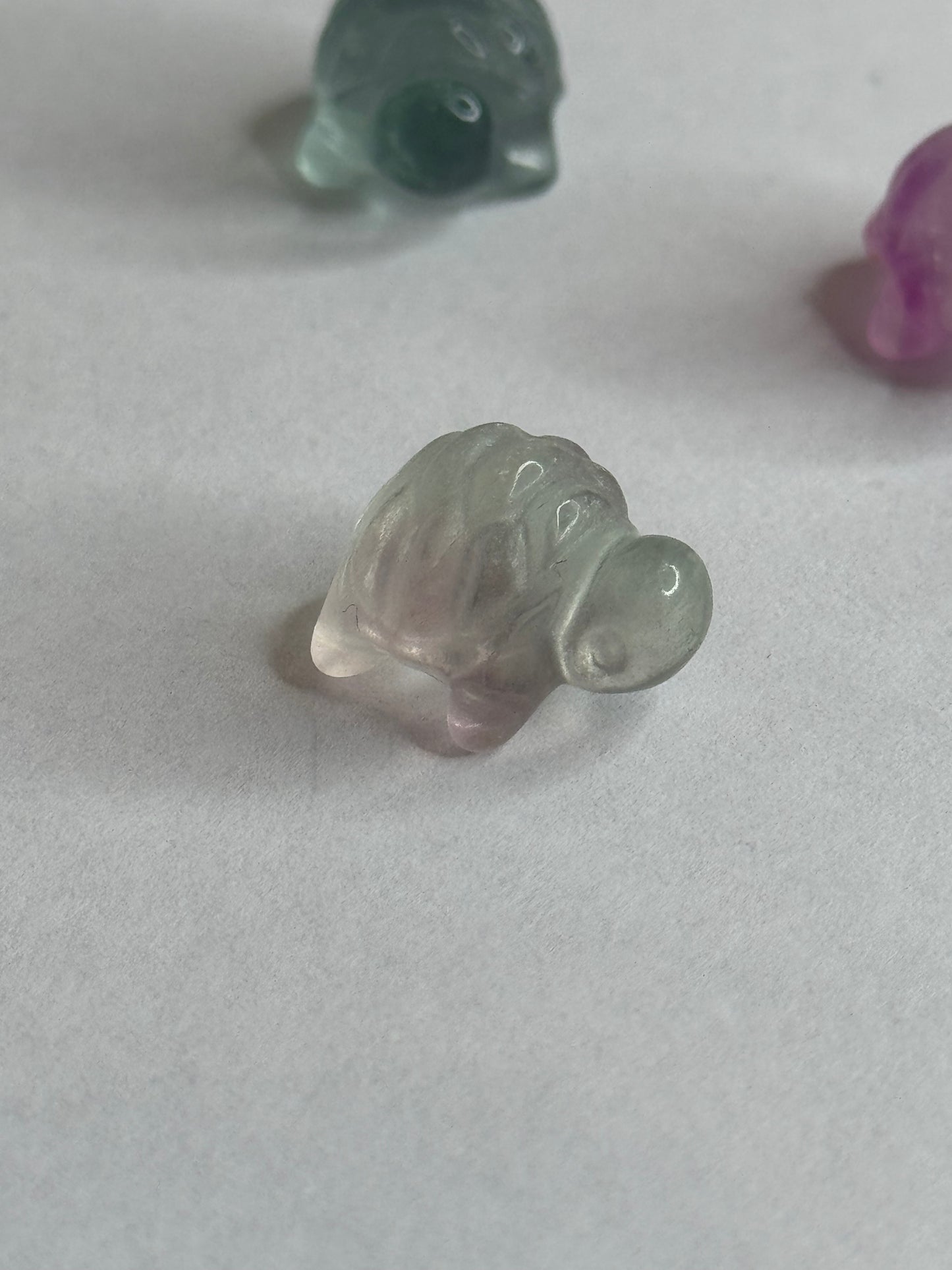 Mini Fluorite Turtle